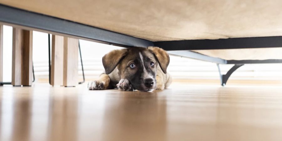 Hunde zeigen Symptome von Unsicherheit und Nervosität, wenn sie dehydriert sind.