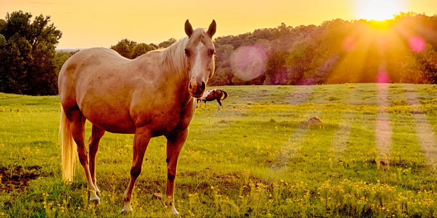 Pferd auf Koppel