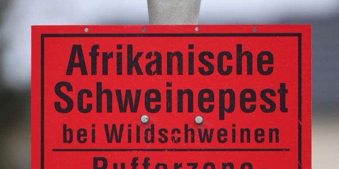 Risiko afrikanische Schweinepest