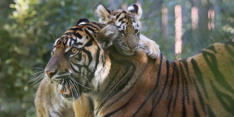 Tiger