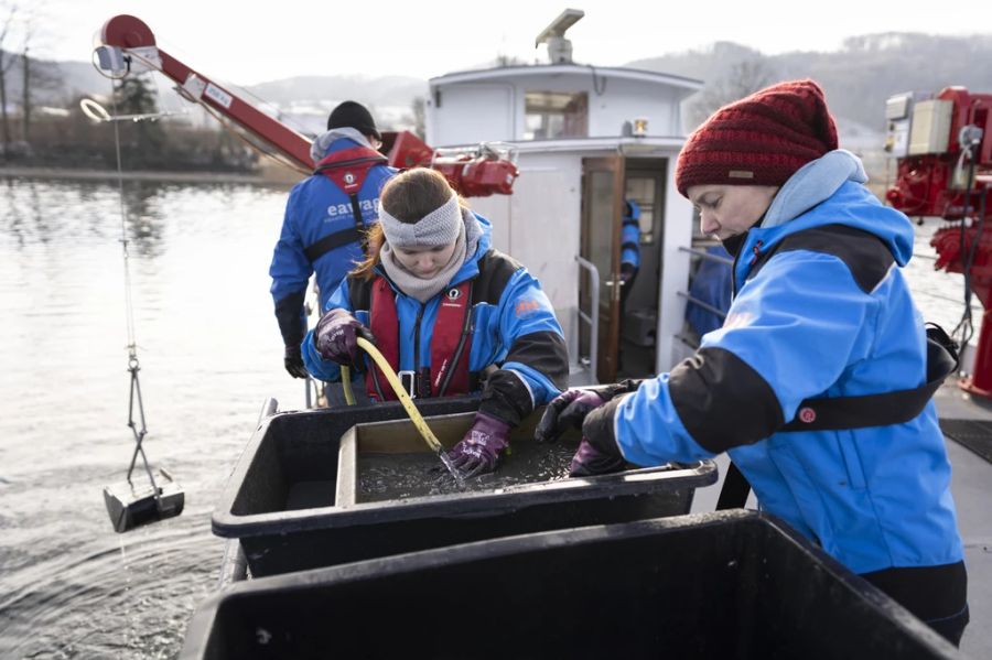 Auf dem Grund des Bodensee wurden von Forschern bis zu 25'000 Muscheln pro Quadratmeter gefunden.