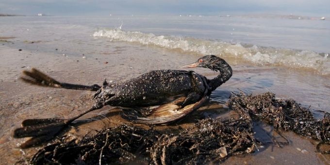 Die Öltanker-Havarie verursacht massive Schäden in der Umwelt. Öltanker