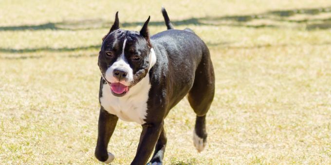 Ein Staffordshire Terrier wurde von einem nicht angeleinten Hund gebissen. (Symbolbild) Staffordshire Terrier