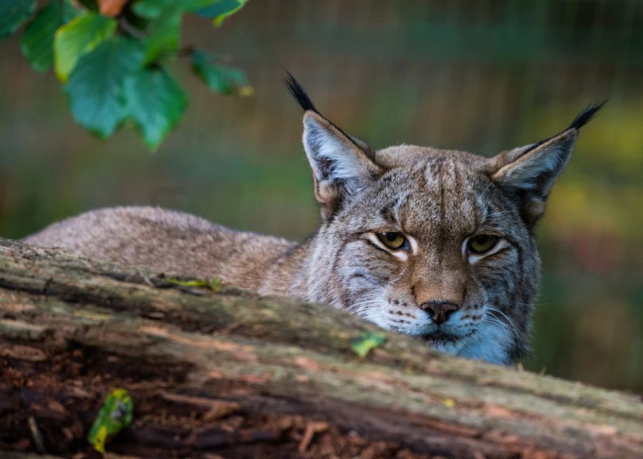 Der Eurasische Luchs gilt in der Schweiz als Art von hoher nationaler Priorität.