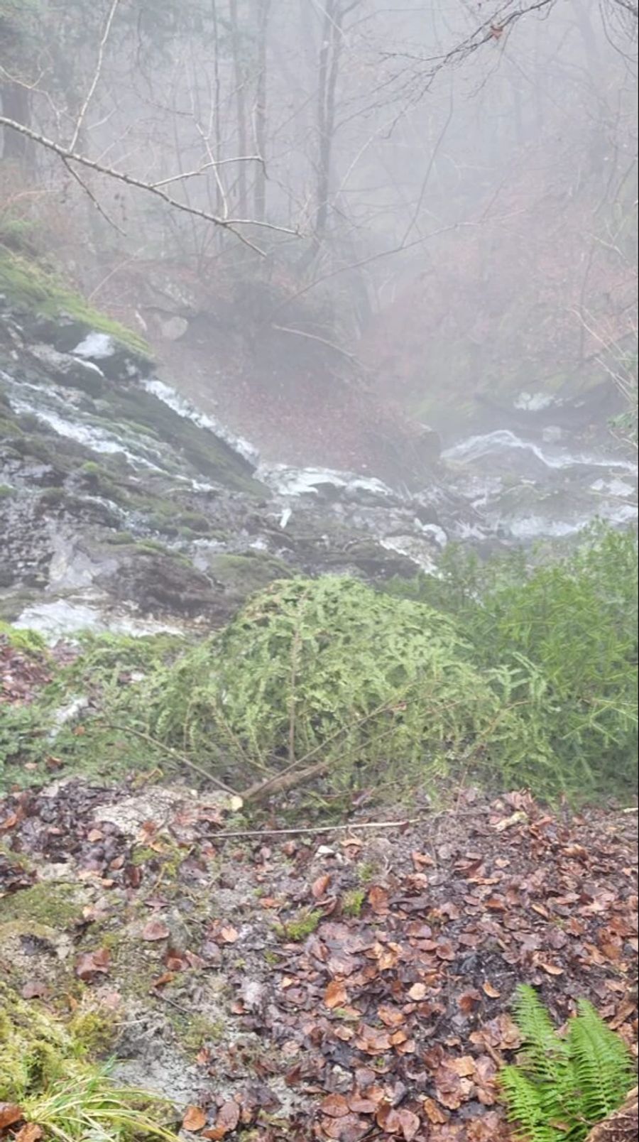 Die unbekannte Täterschaft warf einen Teil der Bäume in den Bach.