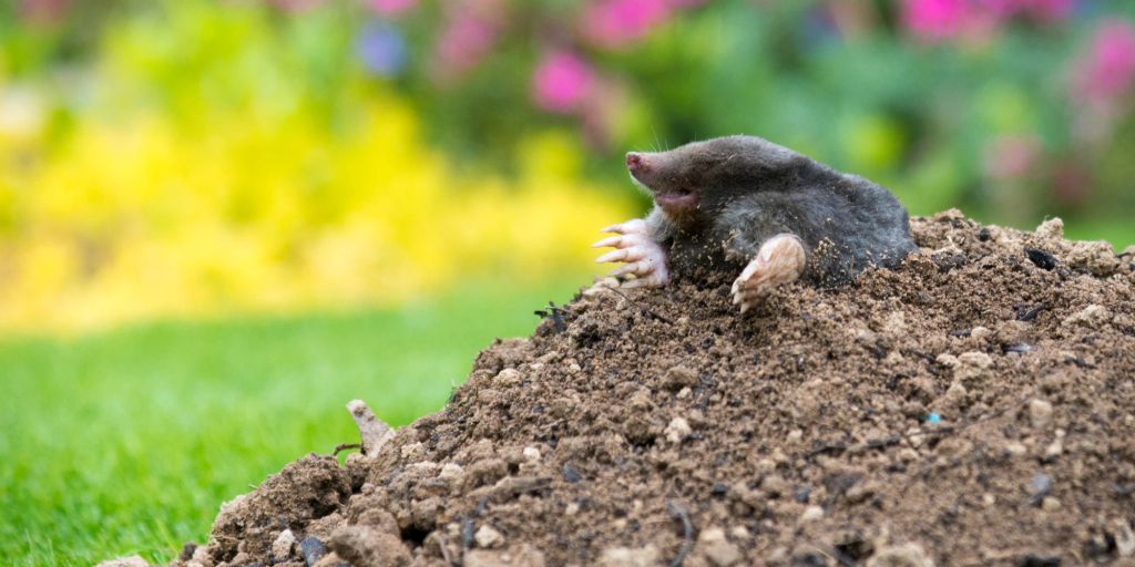 Was tun, wenn ich einen Maulwurf im Garten habe?