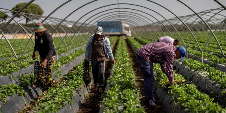 Der Erdbeeren-Anbau in Spanien gilt als problematisch.