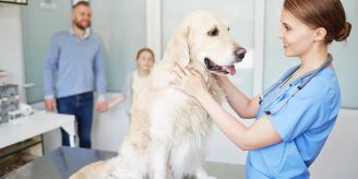 Rücksicht nehmen - Mein Hund ist krank: Darf ich zu Hause bleiben? Rücksicht nehmen - Mein Hund ist krank: Darf ich zu Hause bleiben?