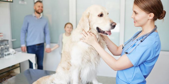 Rücksicht nehmen - Mein Hund ist krank: Darf ich zu Hause bleiben? Rücksicht nehmen - Mein Hund ist krank: Darf ich zu Hause bleiben?