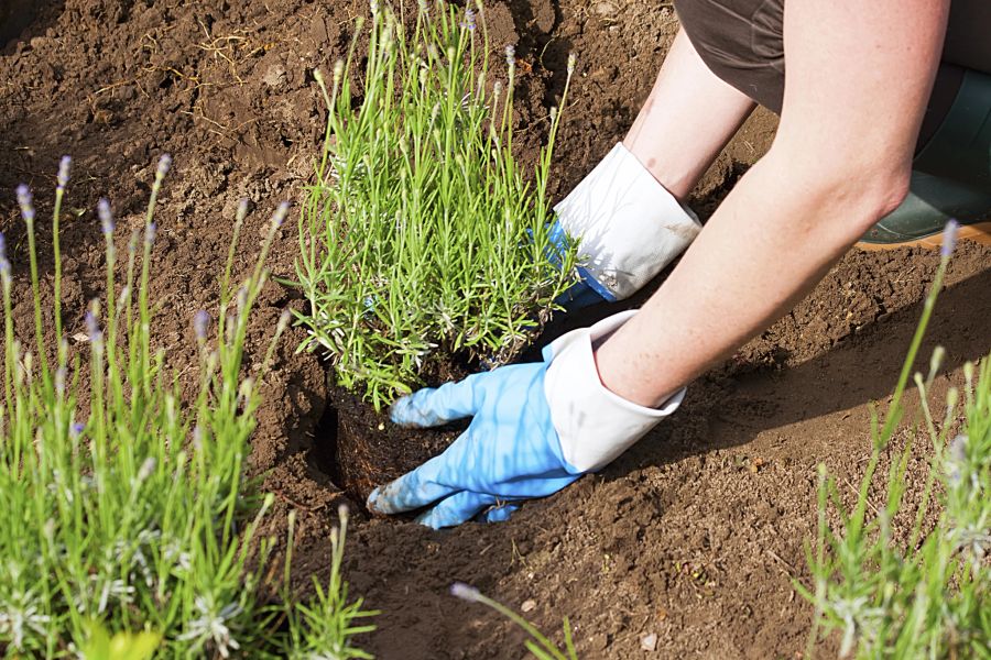 Person mit Handschuhen pflanzt Lavendel ein