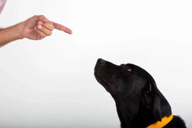 Finger zeigt auf Hund, Hundeerziehung