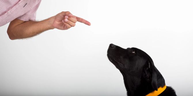 Finger zeigt auf Hund, Hundeerziehung