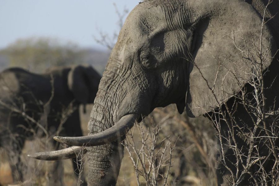 elefant nationalpark südafrika