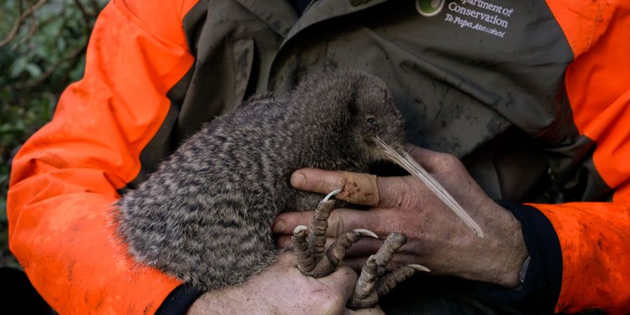 Kiwis sind flugunfähige Laufvögel und das Nationalsymbol Neuseelands.