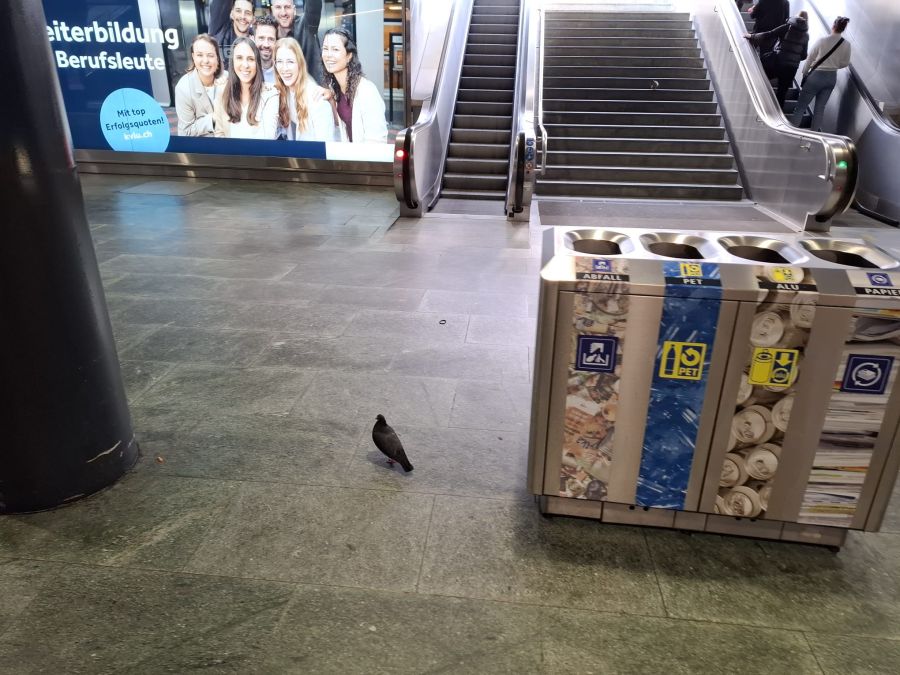 Die SBB betont, dass man auch selbst Massnahmen treffe, um die Taubenpopulation einzudämmen.