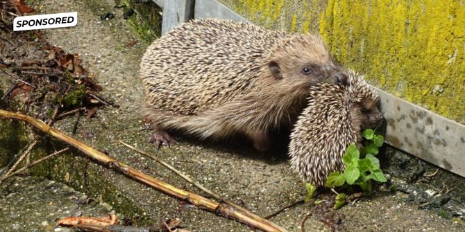 Igel