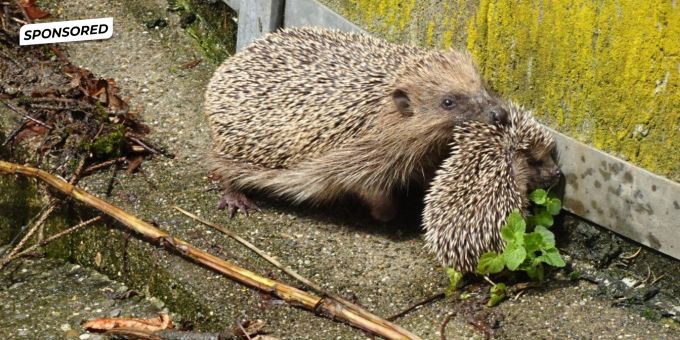 Ohne grossen Aufwand! - So wird Ihr Gartenzaun igelfreundlich