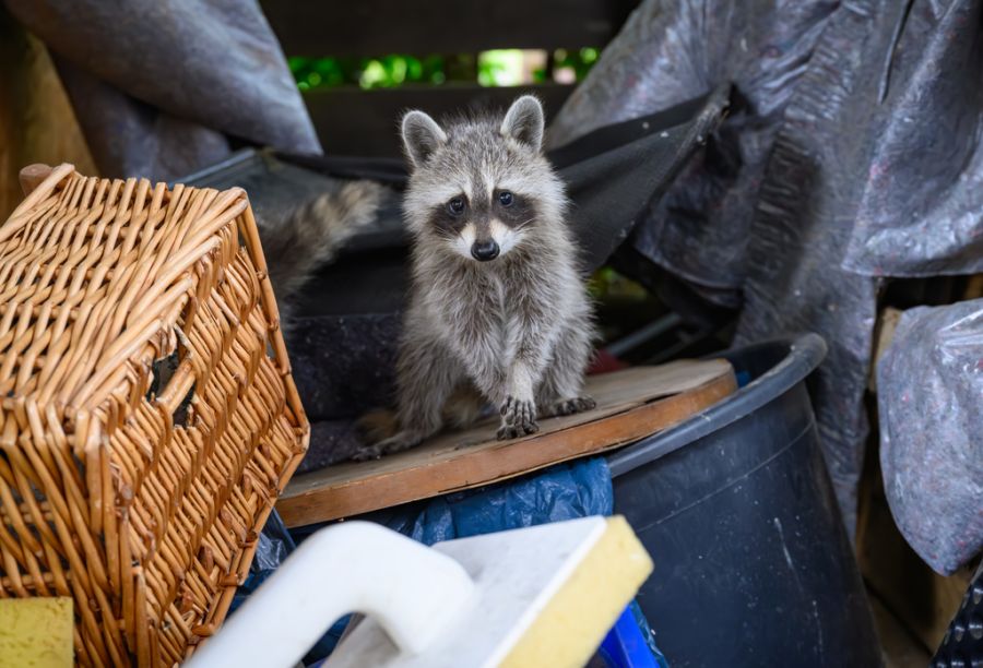 Waschbären können in Häusern oder Gärten ein grosses Chaos anrichten.