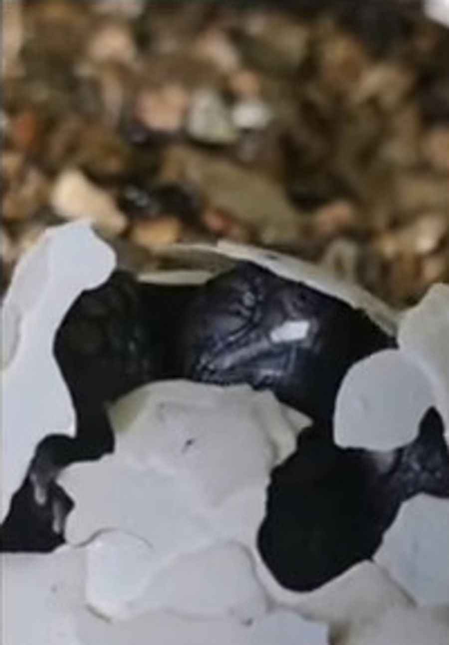 Nach 128 Tagen Brutzeit war das Schildkrötenbaby aus dem Ei geschlüpft.