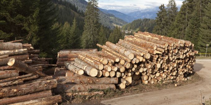 Rundholz wird am Wegrand gelagert. (Symbolbild) Rundholz