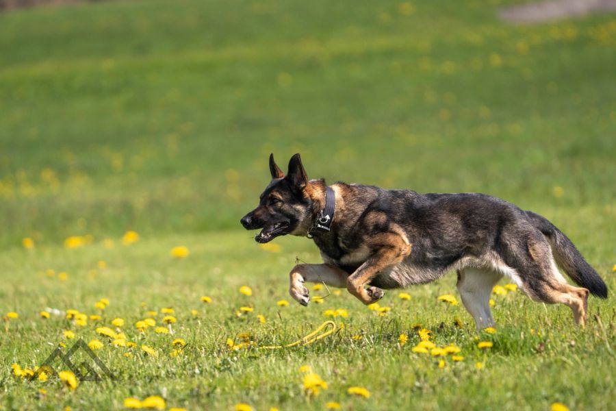Hunde
