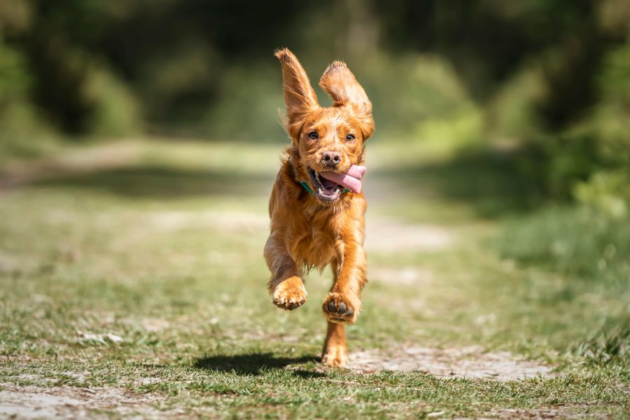 Hund am Rennen