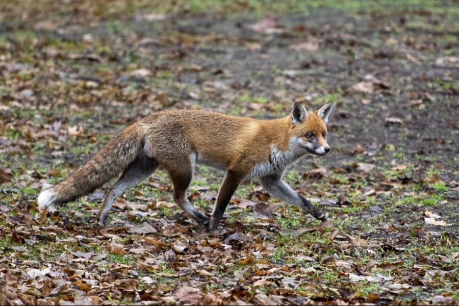 Die Folge: Solche Tiere müssen oft geschossen werden.