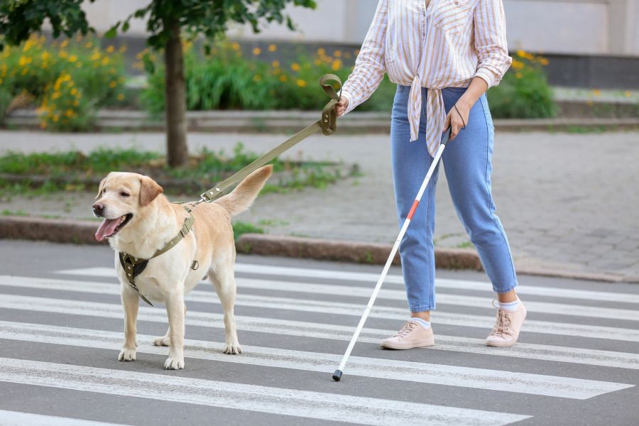 blindenhund zebrastreifen