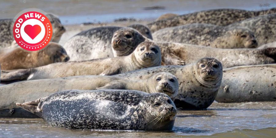 Kegelrobben Wattenmeer