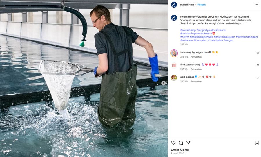 lebende Shrimps Crevetten Rheinfelden