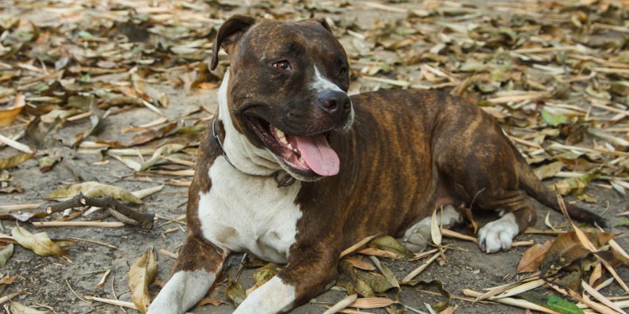 frau pitbull