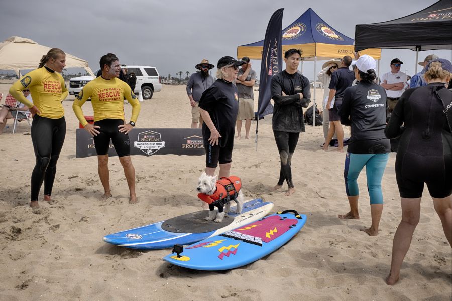 Hunde Surfen