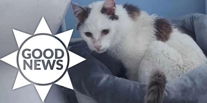 Dank Facebook-Aufruf - Katze nach 12 Jahren wieder mit Besitzer vereint