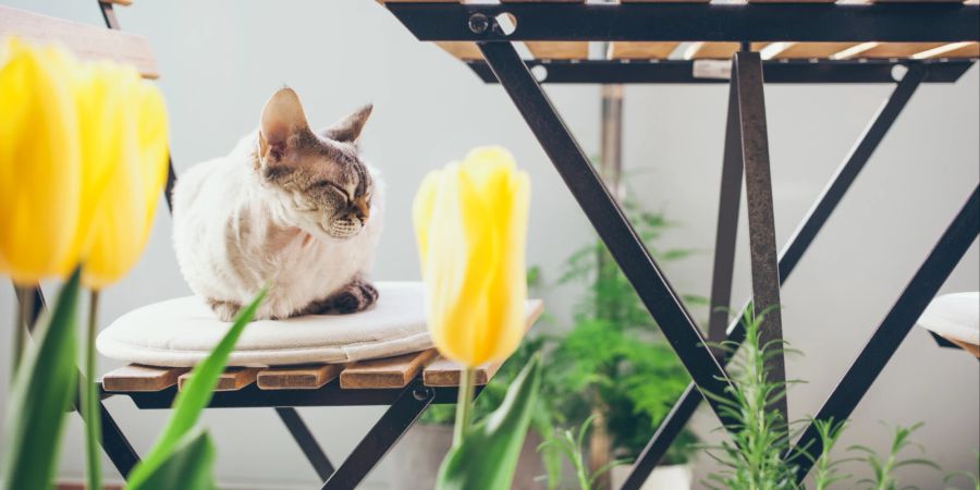 Katze im Garten mit Tulpen