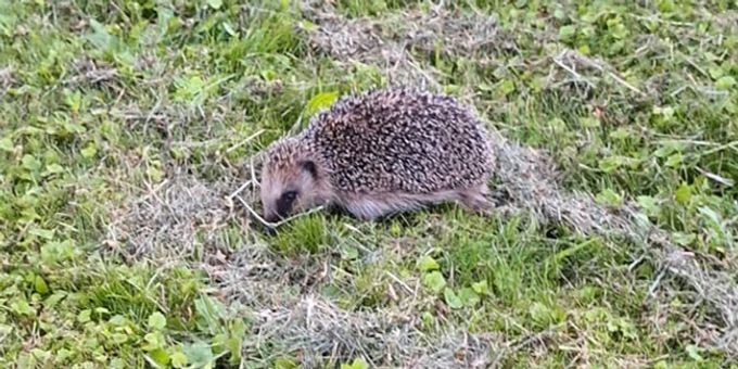 Diesen schwer kranken Igel entdeckte eine Bernerin – er musste erlöst werden. Igel
