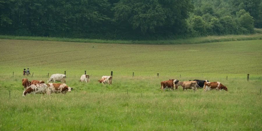 Landwirtschaft in der Gemeinde Lindau.