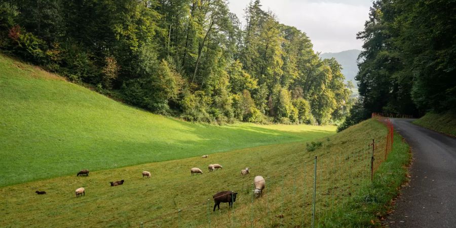 Schafweide in Wiliberg im Kanton Aargau.