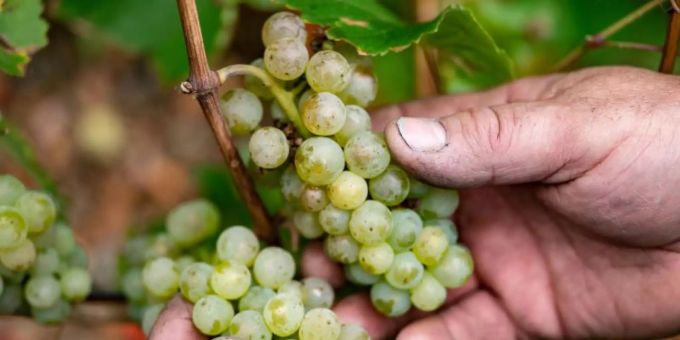 Für Frankreichs Winzer zeichnen sich historisch schlechte Erträge ab. Die Weinbauern im Elsass an der Grenze zu Baden-Württemberg trifft es mit um 12 Prozent geringere Ertragsaussichten vergleichsweise milde. Foto: Marijan Murat/dpa Für Frankreichs Winzer zeichnen sich historisch schlechte Erträge ab. Die Weinbauern im Elsass an der Grenze zu Baden-Württemberg trifft es mit um 12 Prozent geringere Ertragsaussichten vergleichsweise milde. Foto: Marijan Murat/dpa