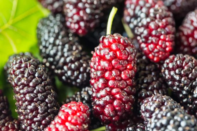 Es gibt rote, weisse und schwarze Maulbeeren. Maulbeeren
