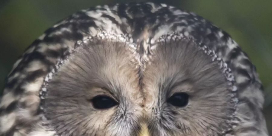 Dieses fünf Monate alte Männchen aus dem Tierpark Goldau leistet Habichtskauz-Dame Rosalie im Zoo Zürich neu Gesellschaft. Bestenfalls kommt es nächstes Jahr zu Nachwuchs.