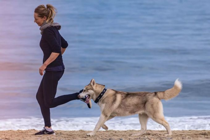 Gewisse Hunderassen mögen Bewegung besonders gerne, zum Beispiel Huskys. Hund am Strand