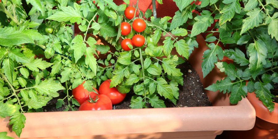 Tomatenpflanzen sind pflegeleicht und sehr ertragreich.