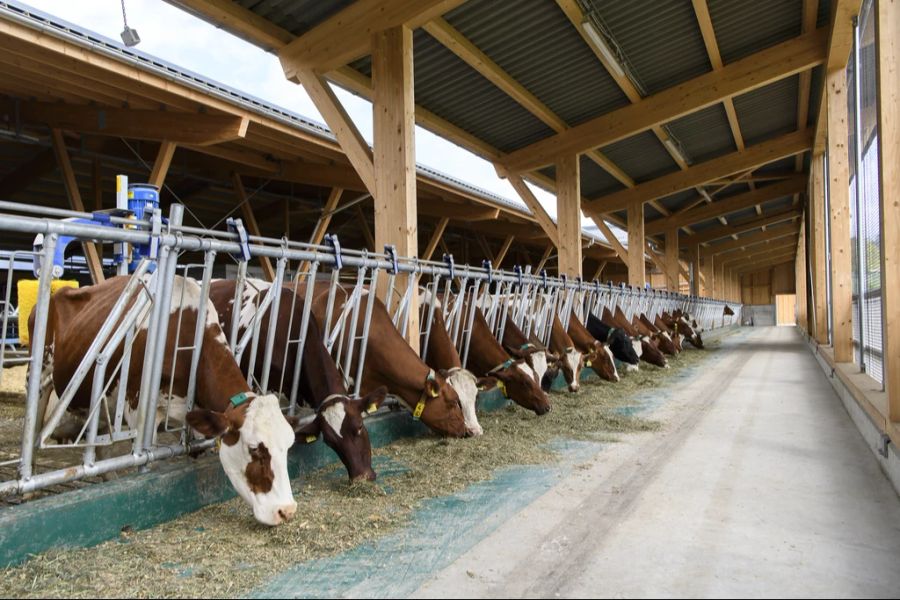 Viele Landwirte, die sich fürs Tierwohl einsetzen, bleiben auf ihren Kosten sitzen.