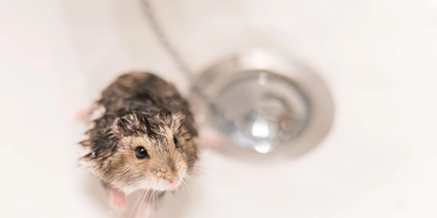 Wenn Hamster baden, sollte das Wasser eine angenehme Temperatur haben.