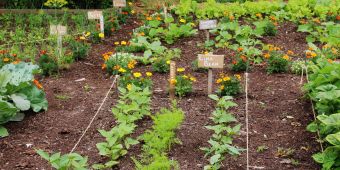 Gemüsegarten mit verschiedenen Sorten