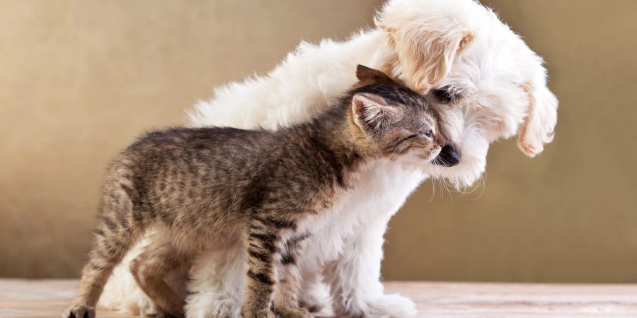 Katze und Hund kuscheln