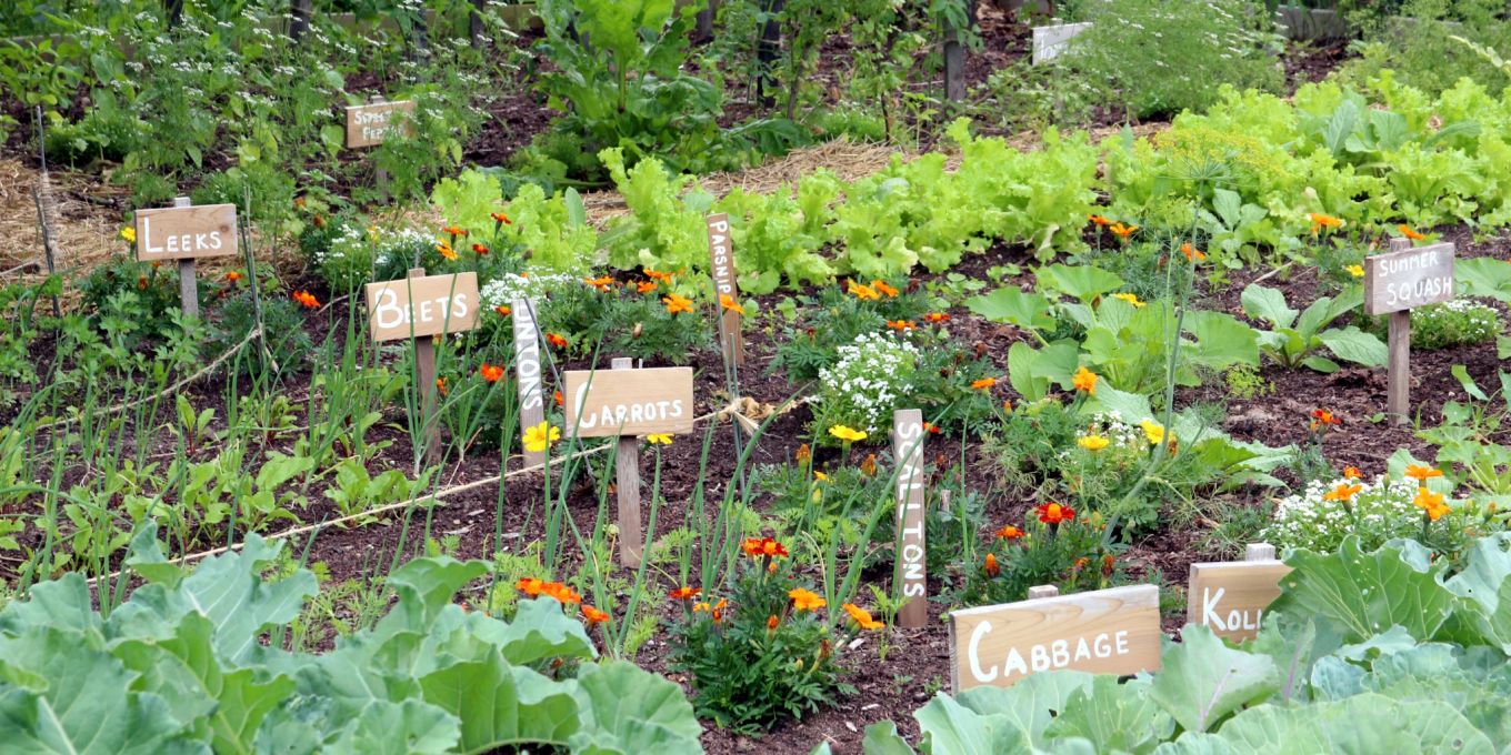 Gemüsegarten für Anfänger so gelingt der eigene Gemüseanbau Nau Living