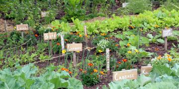 Gemüsegarten
