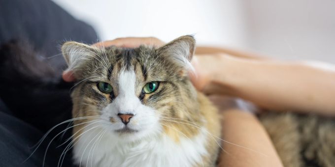 Oft reicht das Abwischen mit einem feuchten Tuch aus, um die Augen des Stubentigers zu säubern. Katze