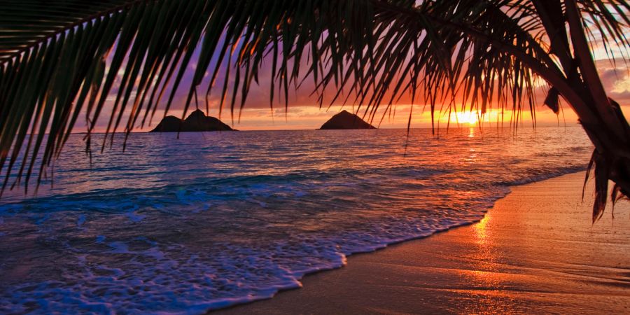 Hawaii, Strand, Palme, Sonnenuntergang